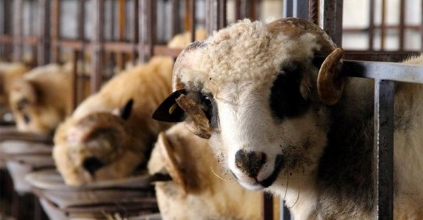 Osmaniye'de kurbanlık fiyatları belirlendi